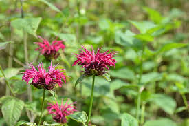 Mahogany Bee Balm : 1 Gallon