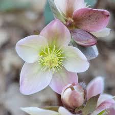 Ivory Prince Helleborus : 1 Gallon