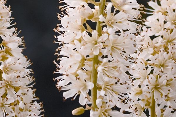 Vanilla Spice Summersweet ® : 5 Gallon