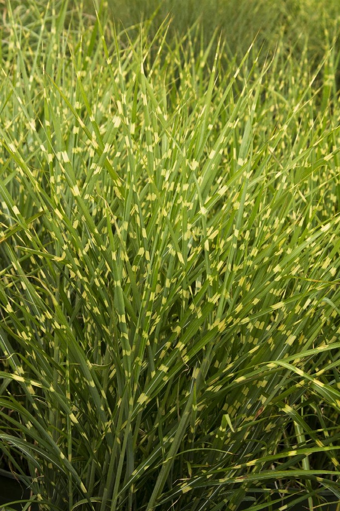 Porcupine Grass : 2 Gallon