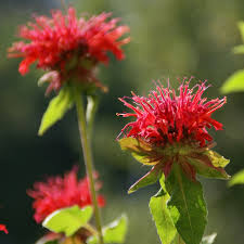 BeeBop AB Bee Balm : 1 Gallon