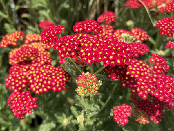 Strawberry Seduction Yarrow : 1 Gallon