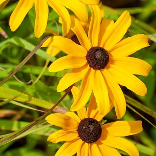 Early Bird Gold Black Eyed Susan : 1 Gallon