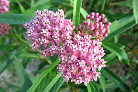Common Milkweed : 1 Gallon