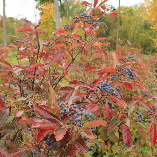 Brandywine Smooth Witherod ® Viburnum : 3 Gallon
