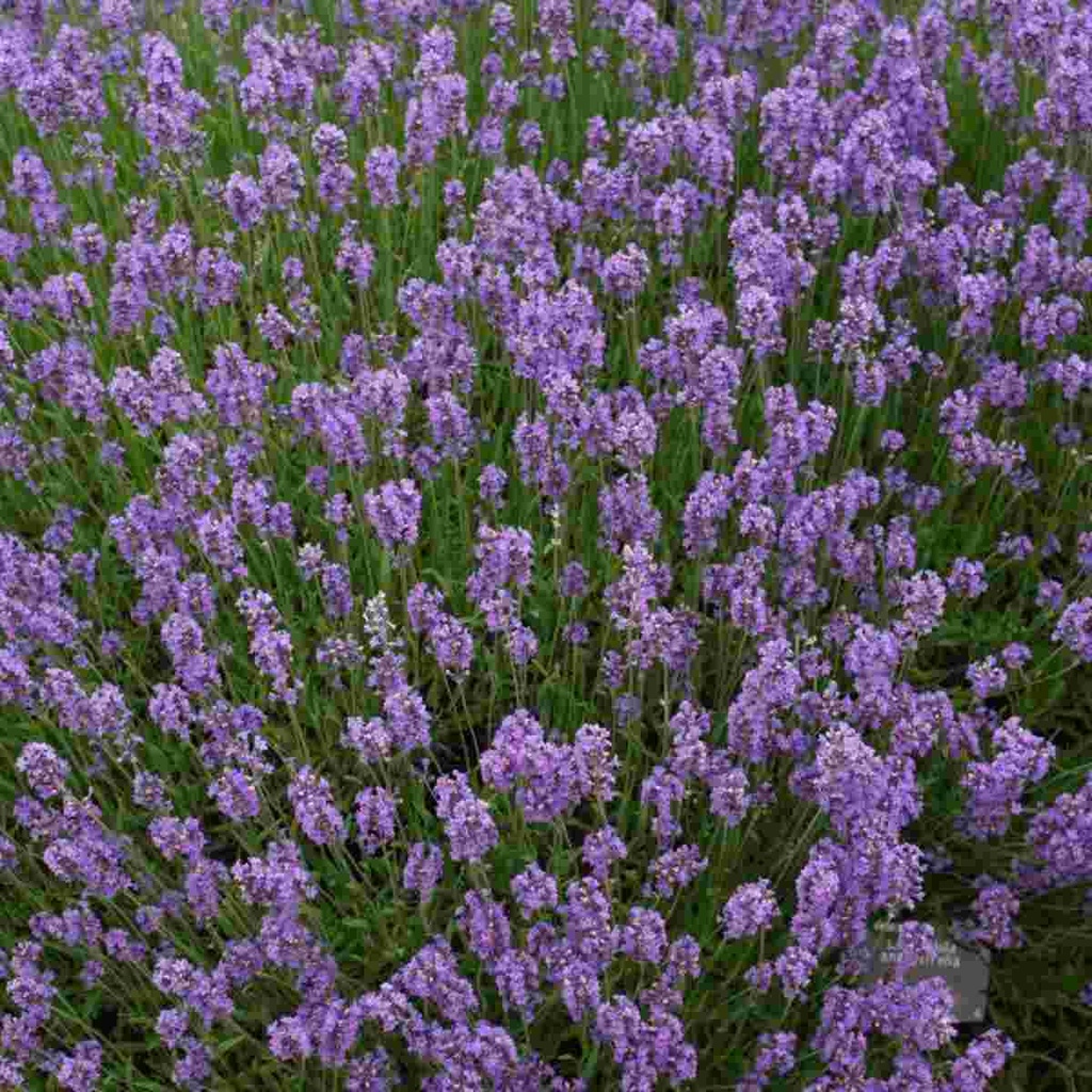 Wee One Lavender : 1 Gallon