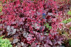 Glitter Coral bells : 1 Gallon
