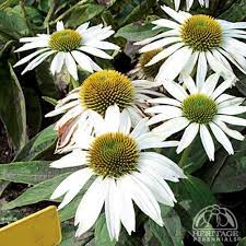 Baby White Swan Coneflower : 1 Gallon