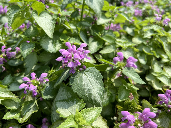 Orchid Frost Lamium : 4 Inch Pot