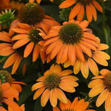 Artisan Soft Orange Coneflower : 1 Gallon