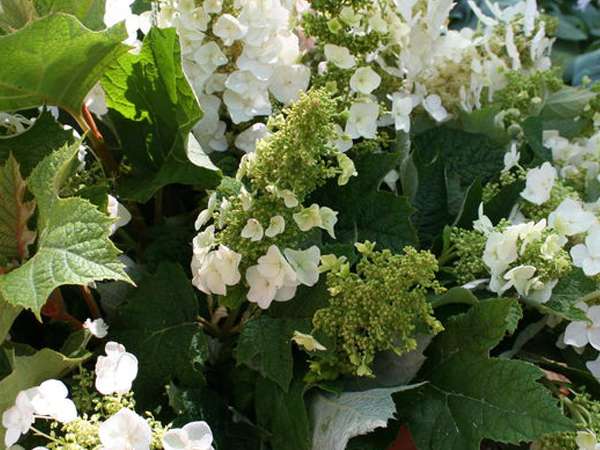 Oakleaf Hydrangea : 5 Gallon