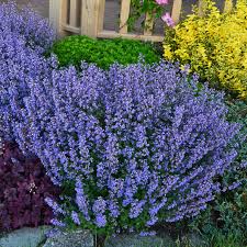 Blue Calamint Catmint : 1 Gallon