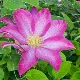 Pink Champagne Clematis : 2 Gallon