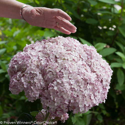 Incrediball Blush Hydrangea ® PW : 5 Gallon