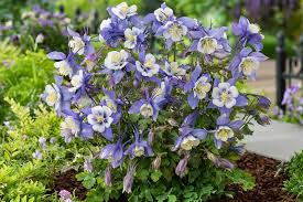 Earlybird Blue/White Columbine : 1 Gallon