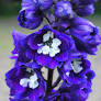 Dark Blue White Bee Delphinium : 1 Gallon