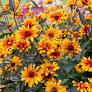 Burning Hearts False Sunflower : 1 Gallon