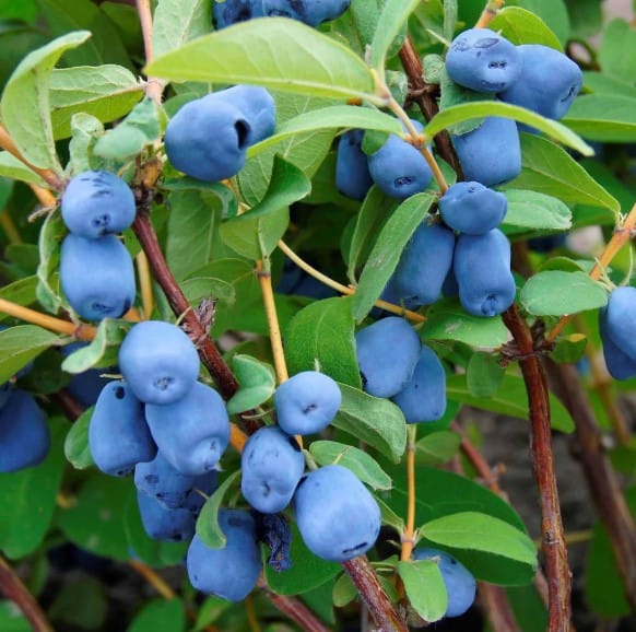 Cinderella Honeyberry : 2 Gallon