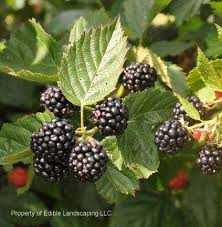 Triple Crown Blackberry : 1 Gallon