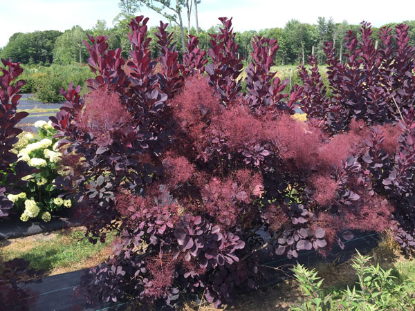 Winecraft Black ® Smokebush : 3 Gallon