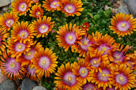 Fire Spinner Delosperma : 1 Gallon