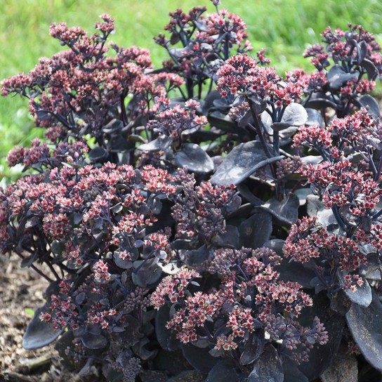 Back in Black Rock 'N Grow Sedum : 1 Gallon
