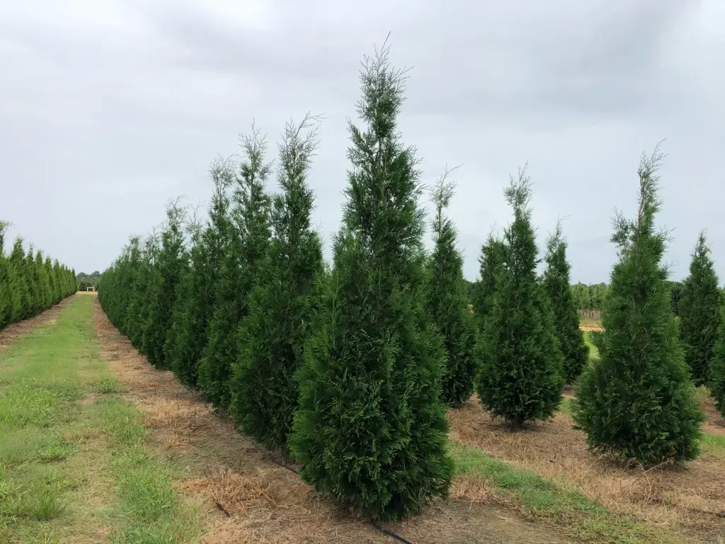 American Pillar Arborvitae : 6 Foot