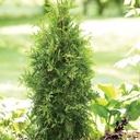 Spring Grove Western Arborvitae ® : 4 Foot