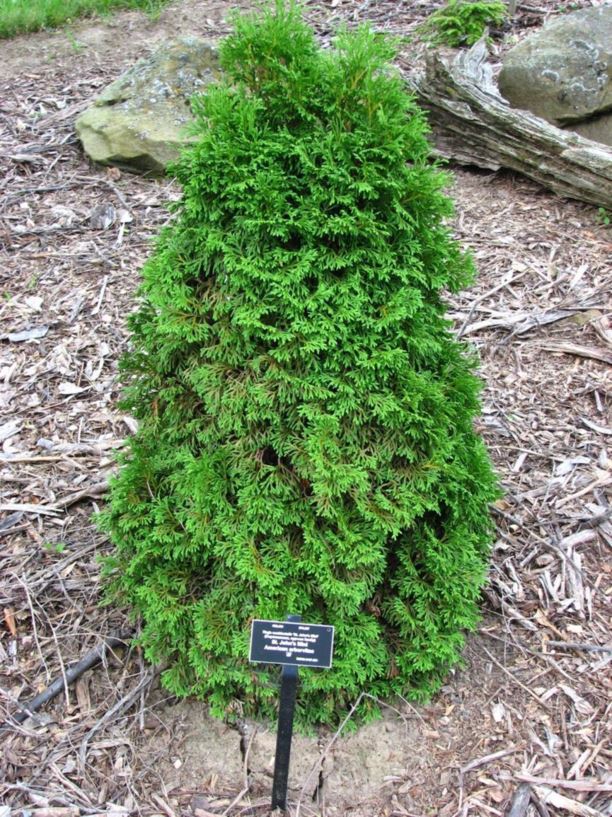 St. John's Mini Arborvitae : 10 Foot