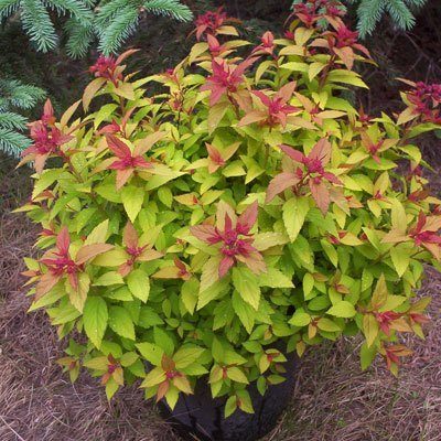 Meadowsweet Spirea : 3 Gallon