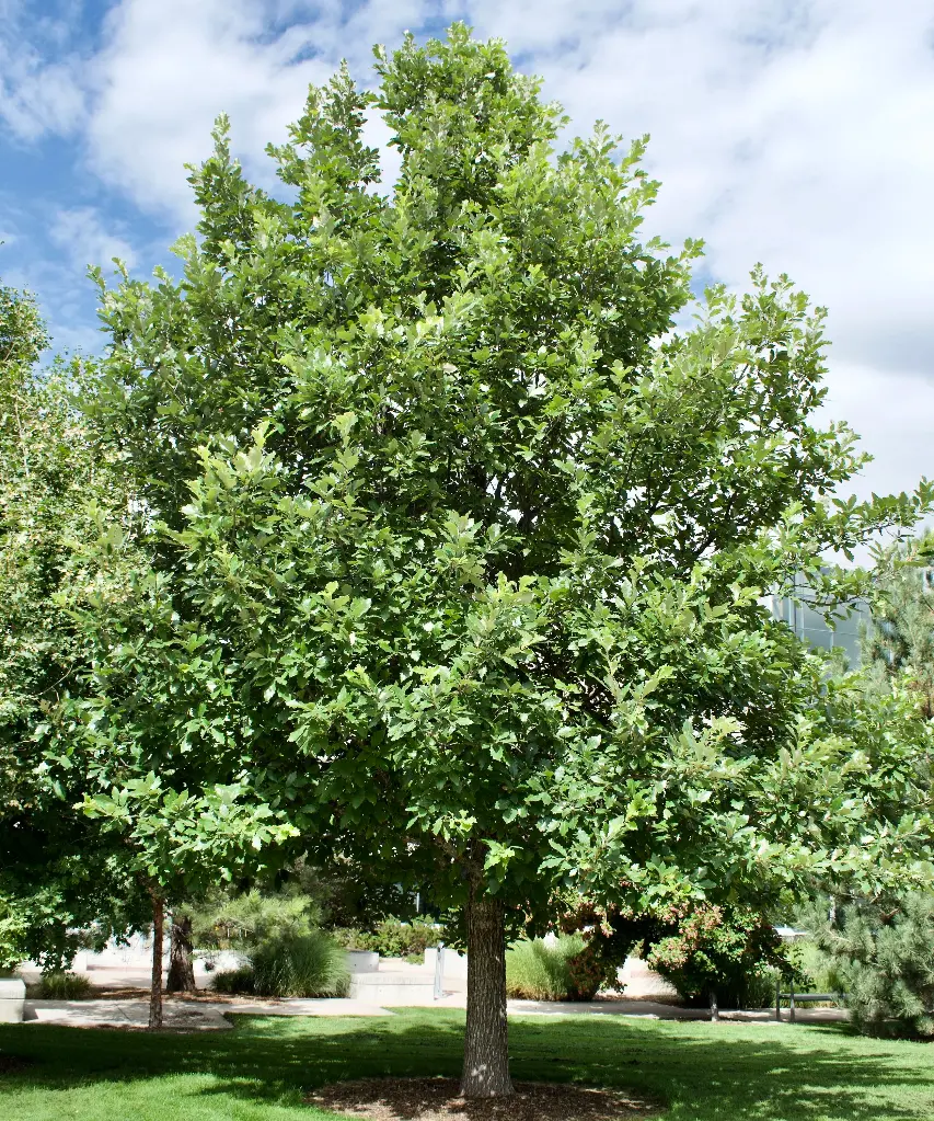 American Dream Oak : 4 Inch