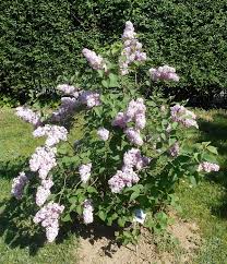 Belle de Nancy Lilac : 4 Foot