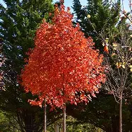 Flashfire Sugar Maple : 3 Inch
