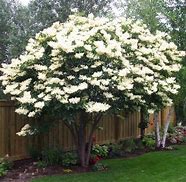 Ivory Silk Lilac MS : 4 Foot