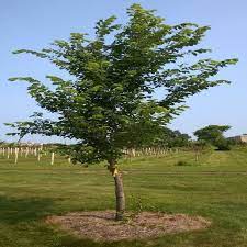 Jefferson Elm : 3 Inch