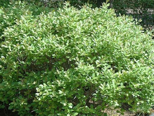 Jim Dandy Winterberry : 4 Foot