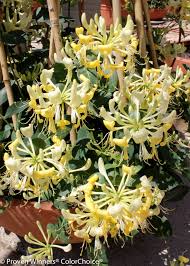 Scentsation Honeysuckle PW : 2 Gallon