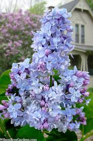 President Grevy Lilac : 6 Foot