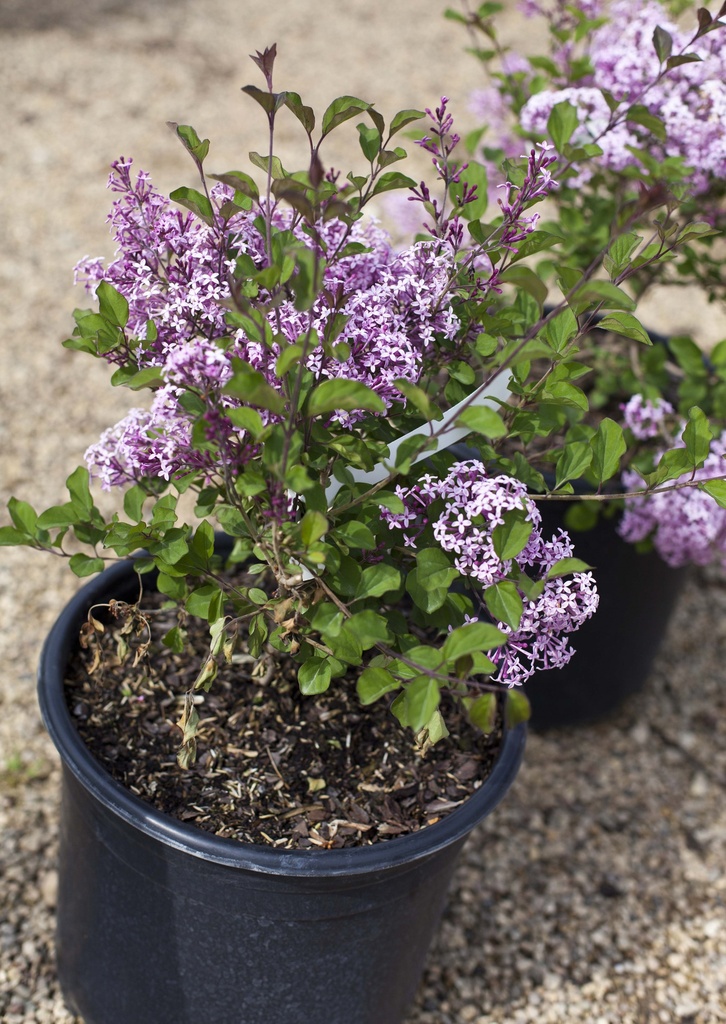 Red Pixie Lilac : 3 Foot