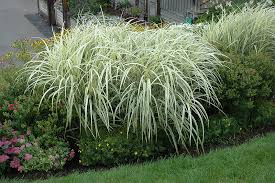 Silver/Maiden Grass - Variegated : 1 Gallon