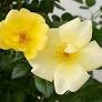 Knock Out Rose Easy Bee-zy ® : 3 Gallon