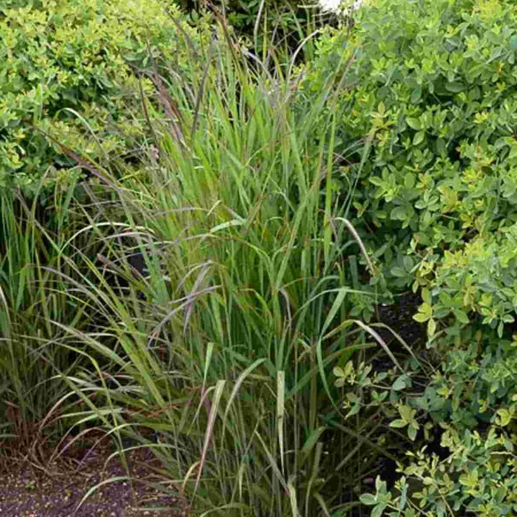 Shenandoah Switch Grass : 2 Gallon