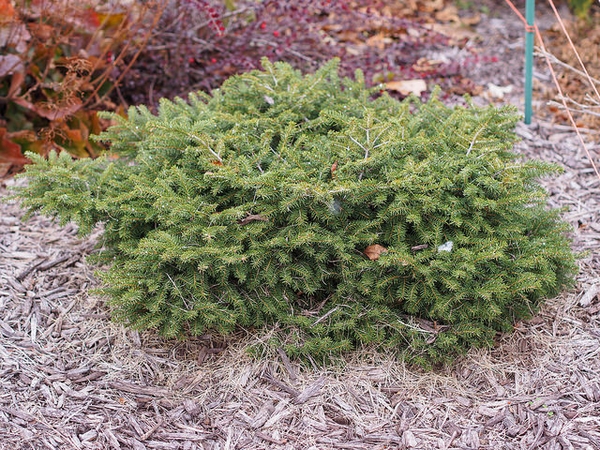 Bird's Nest Spruce : 2 Gallon