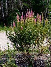 Steeplebush : 3 Gallon