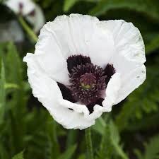 Royal Wedding Poppy : 4 Inch Pot