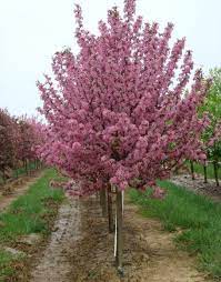 Pink Spires Crabapple : 4.5 Inch