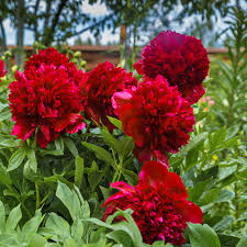 Red Charm Peony : 2 Gallon