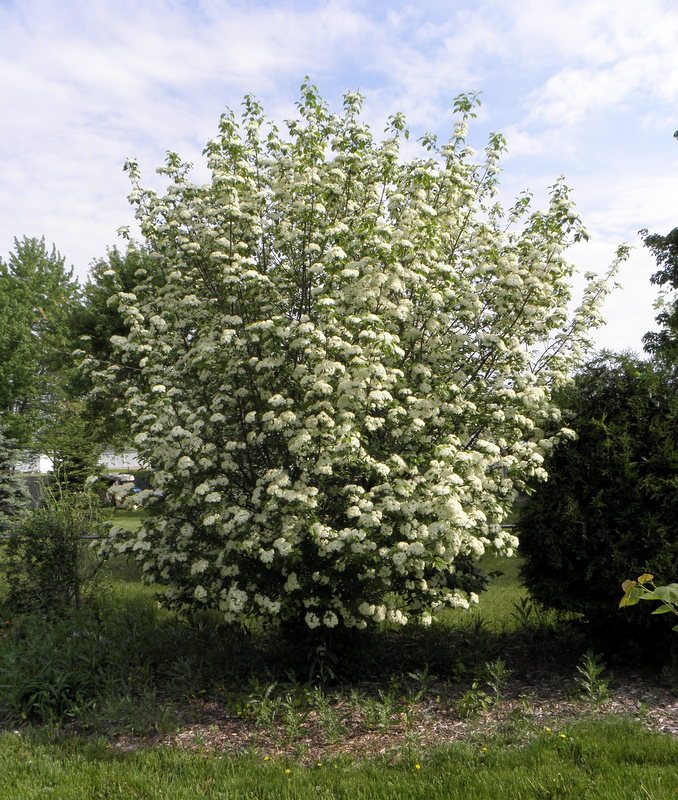Blackhaw Viburnum : 15 Gallon