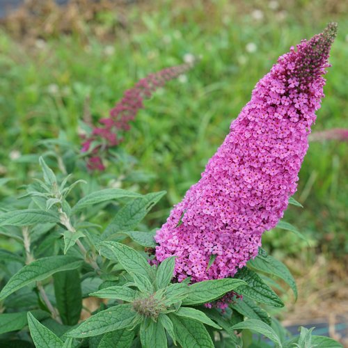 Pugster Pinker Butterfly Bush ® PW : 3 Gallon