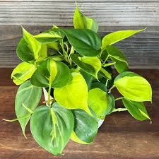 Brasil Philodendron : 6 Inch Pot